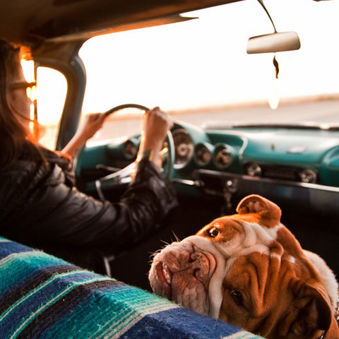Viajas en carro Ten en cuenta lo siguiente-artículo-Palmaresdelfrancés